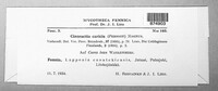 Anthracoidea caricis image